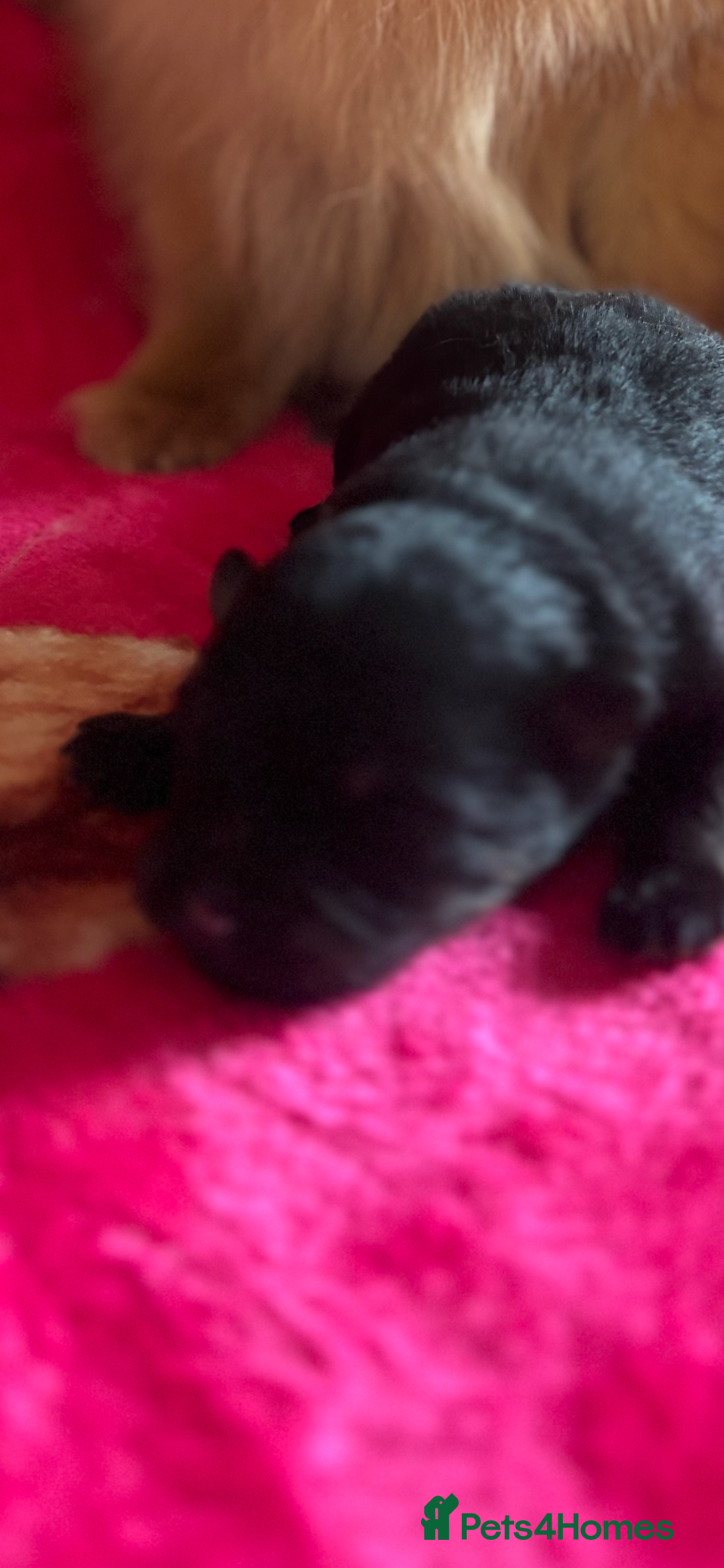 Pomeranian dogs for sale: Pure breed Pomeranians - Advert 4