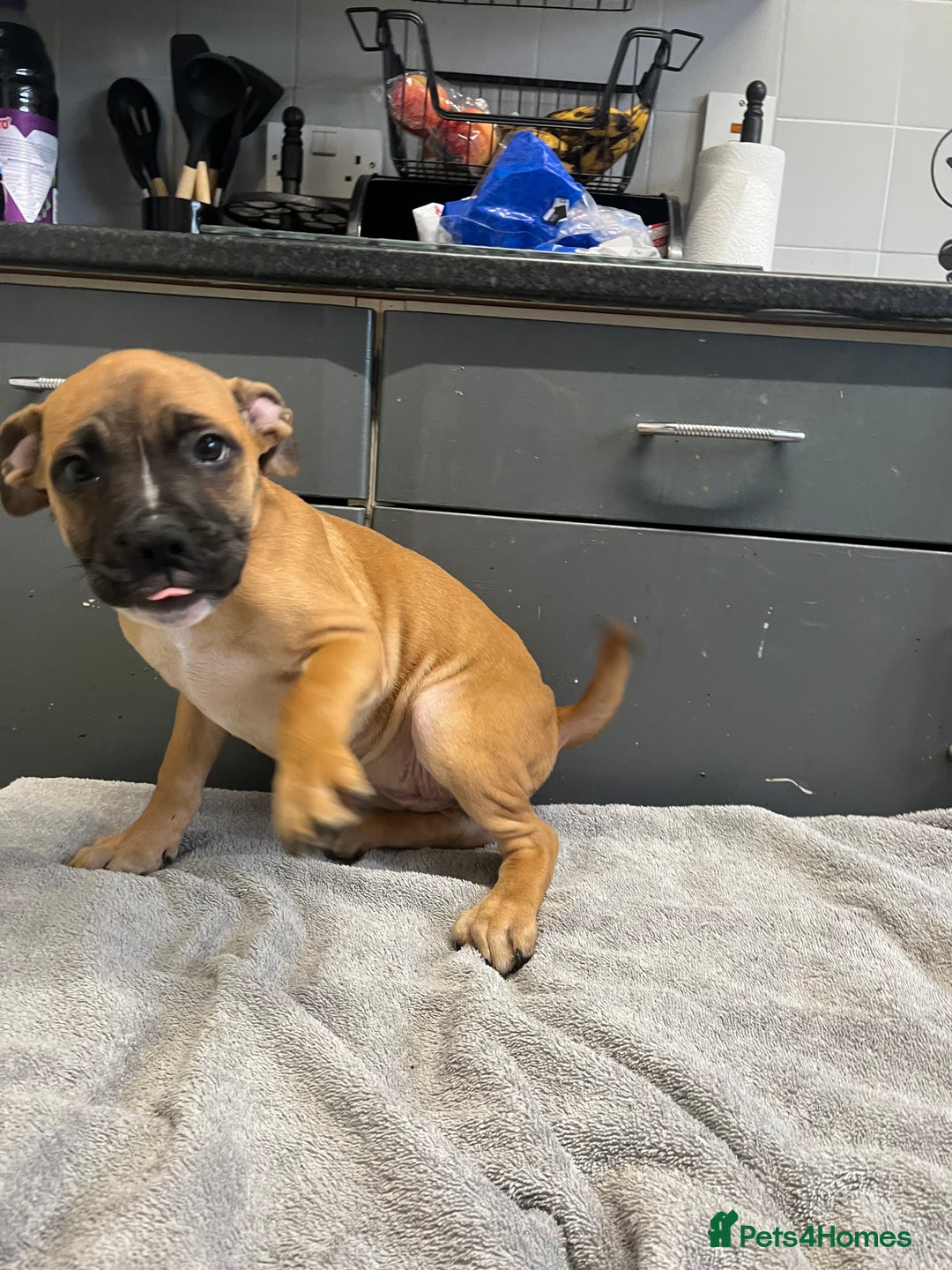Staffordshire Bull Terrier dogs for sale: Beautiful Staffy pups  in Shrewsbury - Image 10