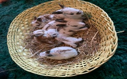 Rex rabbits for sale: Pure bred mini Rex  - Image 1