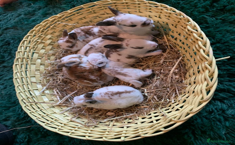 Rex rabbits - Advert 1