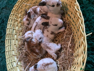 Rex rabbits - Advert 3