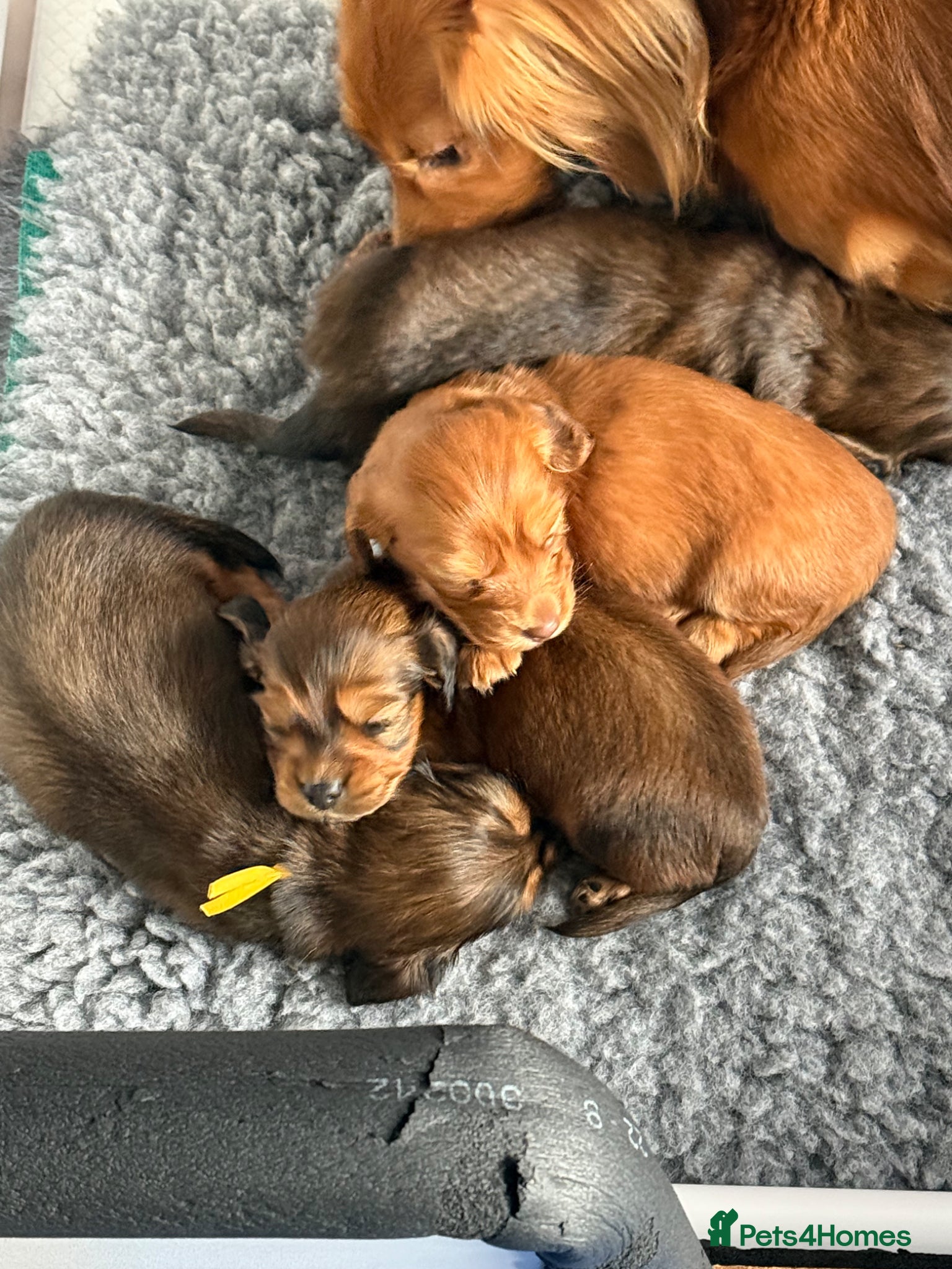 Miniature Dachshund dogs Beautiful Long hair dachshund KC reg & PRA clear  - Advert 2