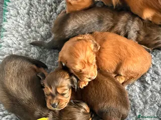 Miniature Dachshund dogs Beautiful Long hair dachshund KC reg & PRA clear - Advert 2