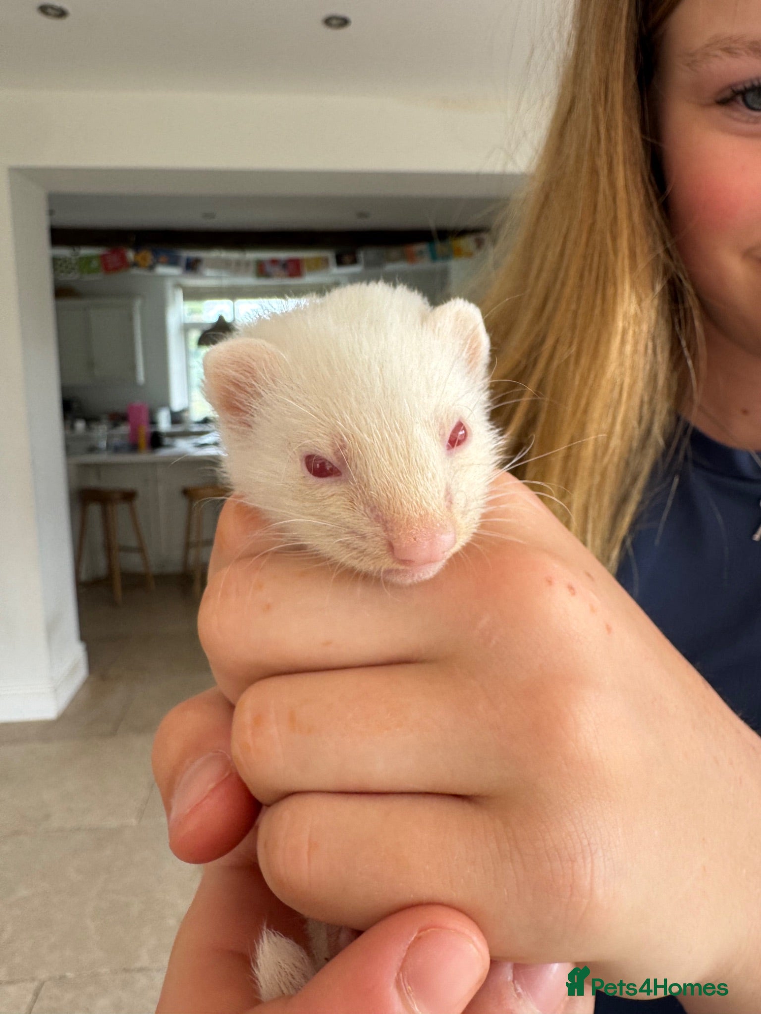 Ferret rodents Mixed albino and polecat ferret kits- well handled - Advert 1