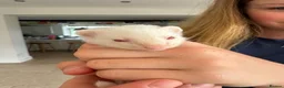 Ferret rodents for sale: Mixed albino and polecat ferret kits- well handled in Lichfield - Advert 1