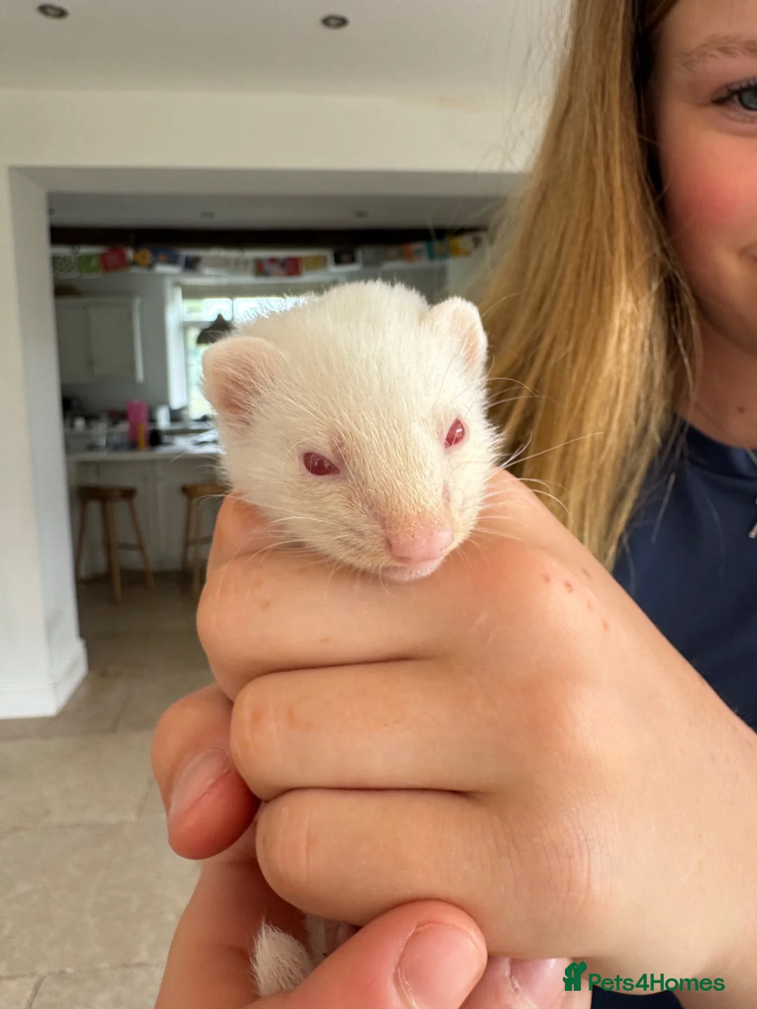 Ferret rodents for sale: Mixed albino and polecat ferret kits- well handled in Lichfield - Advert 1