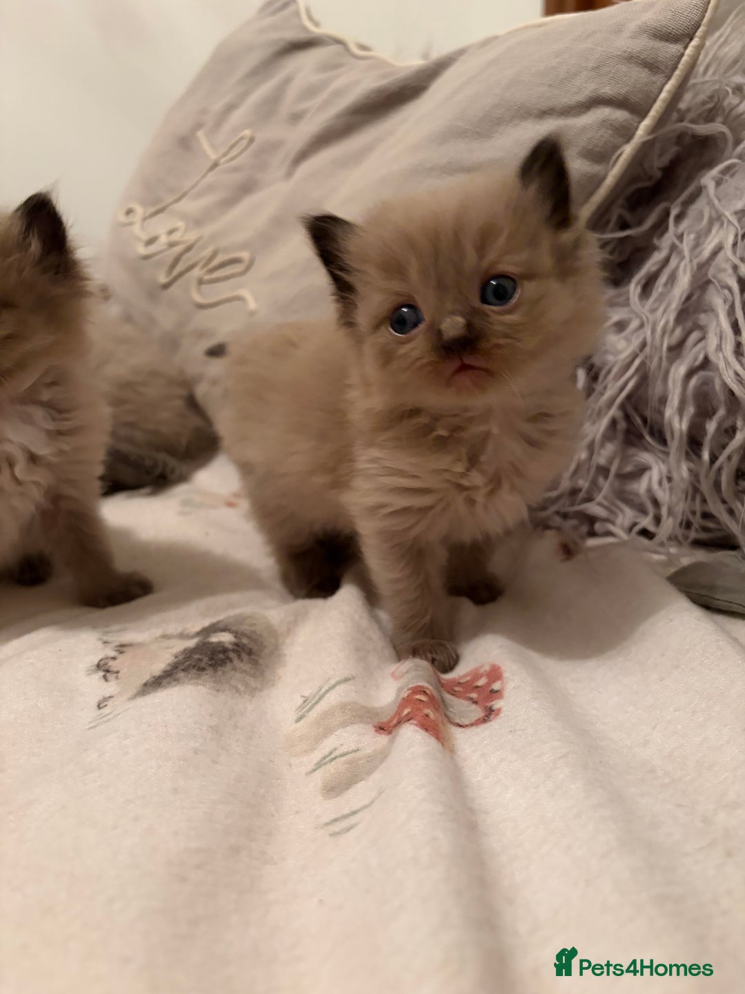 Ragdoll cats for sale: Beautiful Ragdoll Kittens For Sale  - Advert 7