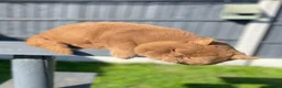British Shorthair cats for stud: 🔥🤎 Cinnamon stud GCCF TICA BLOOD B EAST MIDLANDS - Advert 1