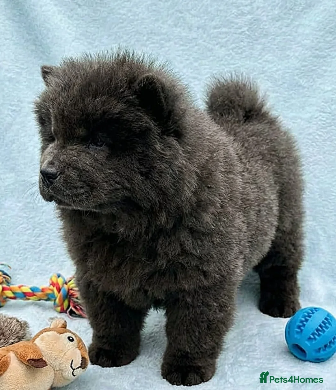 Chow Chow dogs for sale: RKC reg Chow chow puppies  - Advert 4