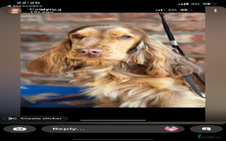 Cocker Spaniel dogs for sale: Show cocker spaniel in Bradford - Image 4