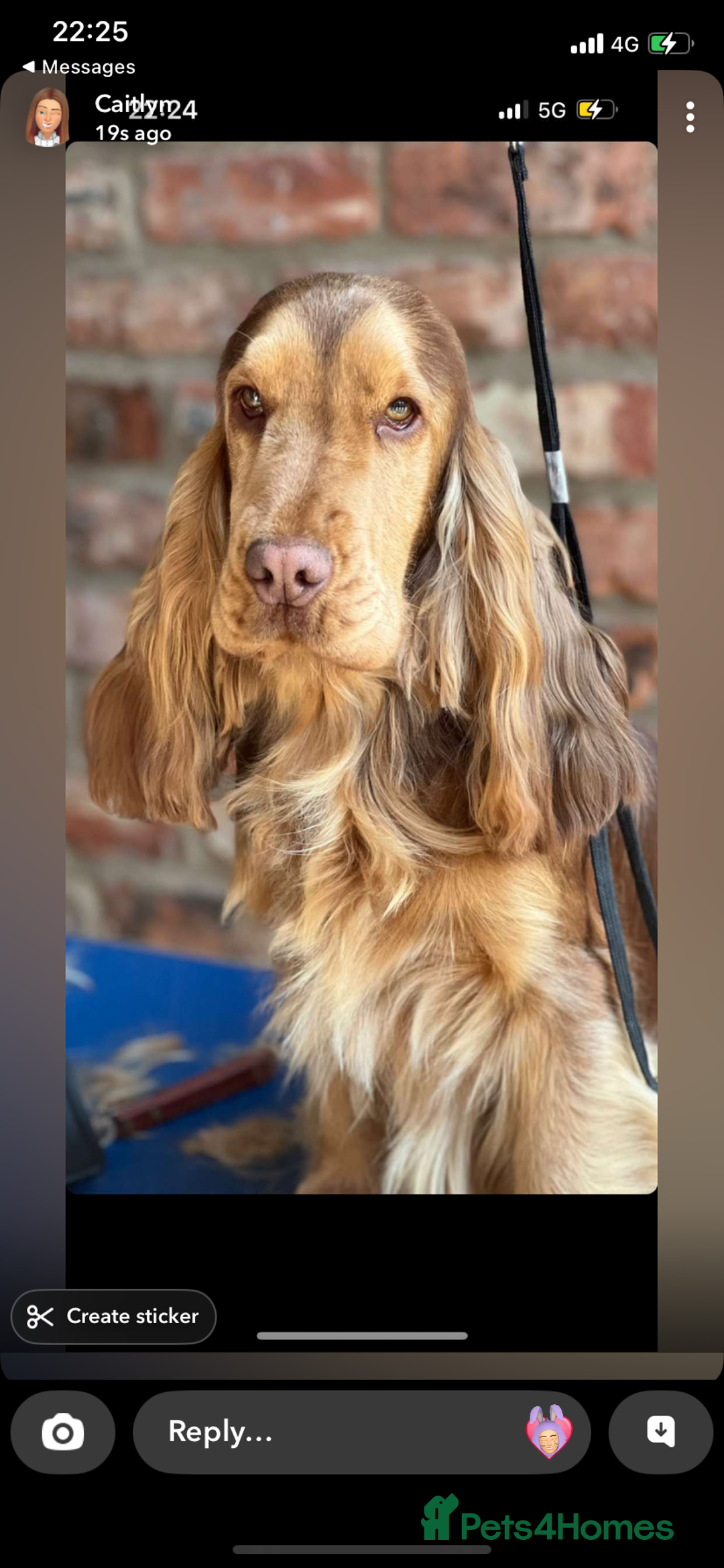 Cocker Spaniel dogs for sale: Show cocker spaniel in Bradford - Image 4
