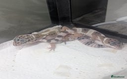 British Giant rabbits for sale: Leopard gekos  - Image 2