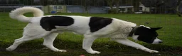 Akita dogs for adoption: Simba - Advert 8