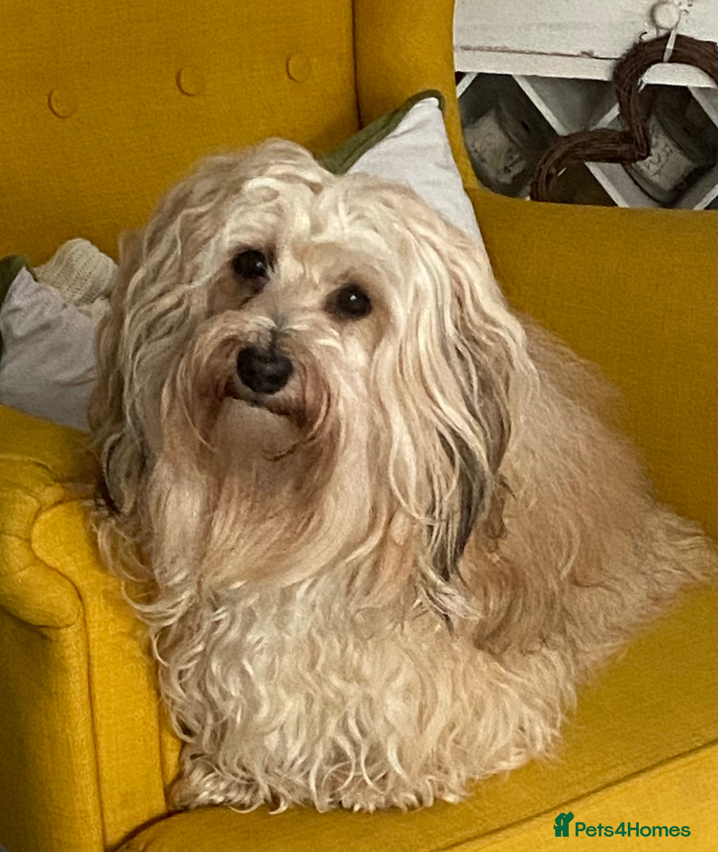 Havanese dogs Havanese boy for stud - Cubby in Doncaster - Advert 1