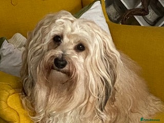 Havanese dogs Havanese boy for stud - Cubby in Doncaster - Advert 1