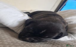 Mixed Breed dogs for sale: 5 cane corso mix puppies - Image 12