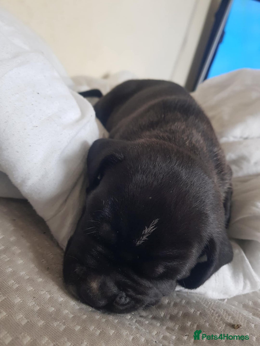 Mixed Breed dogs for sale: 5 cane corso mix puppies - Image 12