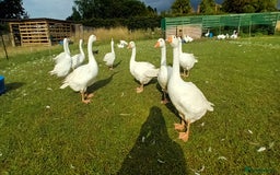 Geese poultry for sale: Large-strain Embden Goslings for sale-varying ages - Image 3