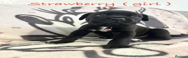 Cane Corso Puppy 4