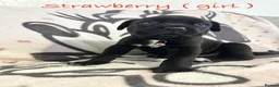 Cane Corso dogs for sale: Urgent Cane Corso Puppies - Advert 6
