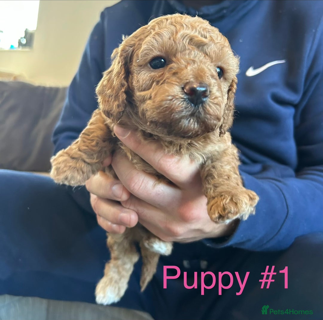 Cavapoo dogs for sale: Stunning Merle toy f1b Cavapoo puppies - Advert 14
