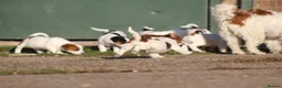 Jack Russell dogs for sale: Jack Russell Puppies for sale - Advert 15