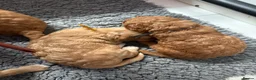 Australian Labradoodle dogs for sale: fully health tested Australian Labradoodles - Advert 22