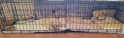Pomeranian dogs for sale: Pomeranian 6 weeks   - Advert 16