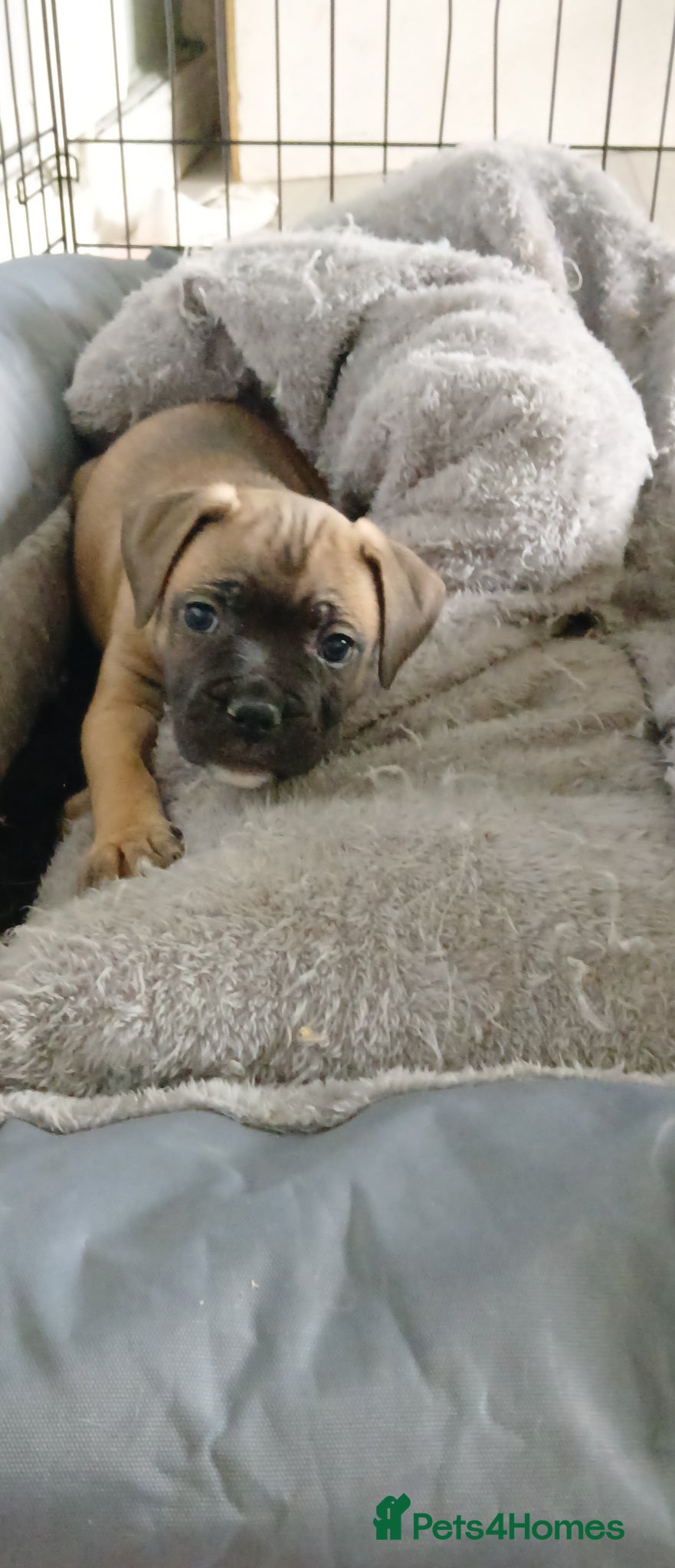 Mixed Breed dogs 4 beautiful puppies ready for their forever homes  - Advert 1