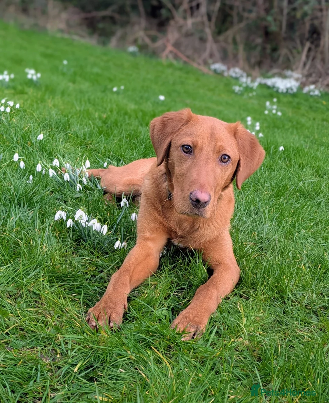 Labrador Retriever dogs for sale: Trained Labrador  - Advert 6