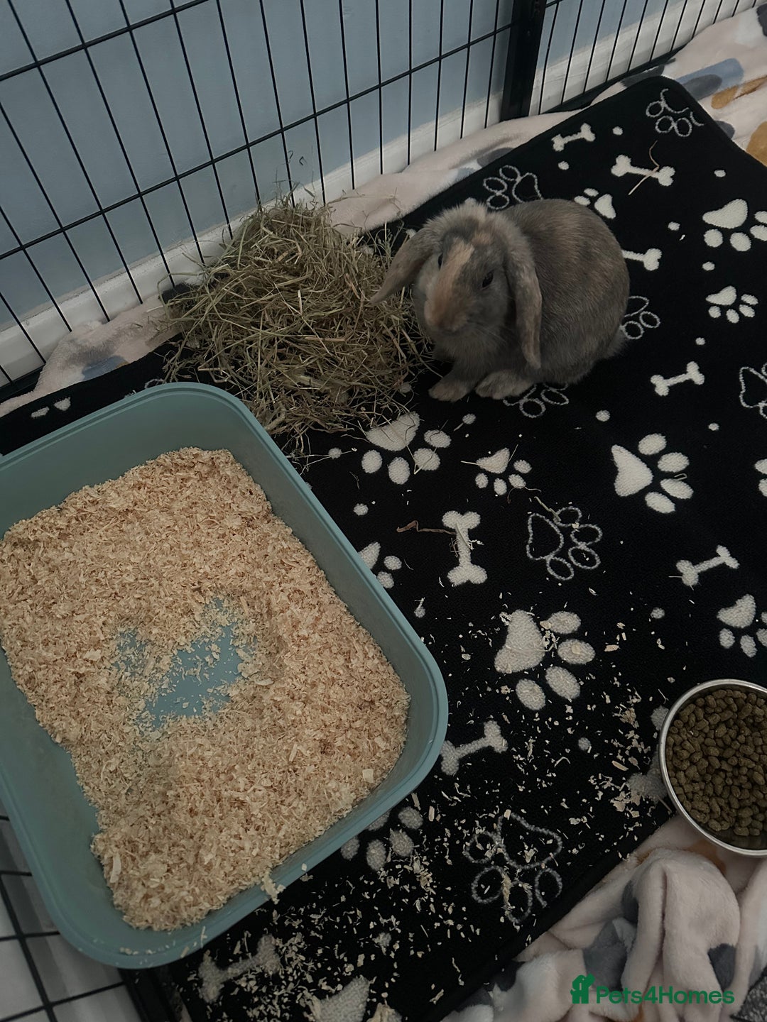 Mini Lop rabbits for sale: Male rabbit for sale - Advert 4