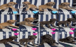 Lurcher dogs for sale: Beddlington whippet saluki greyhound  - Image 1