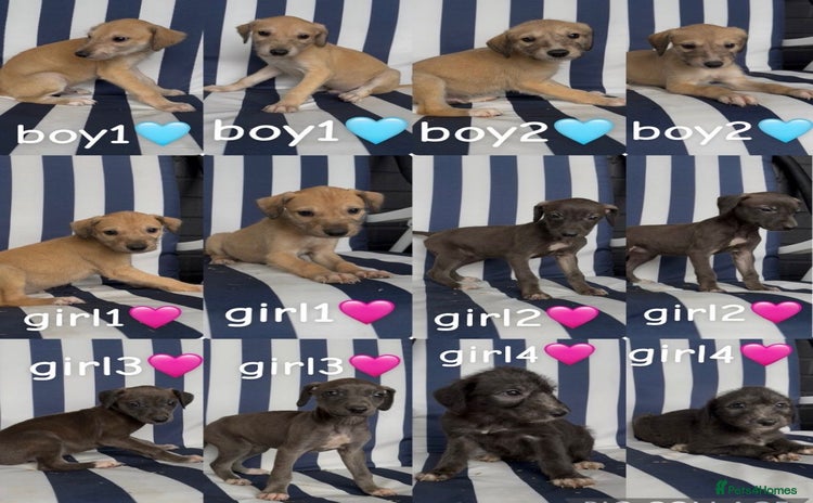 Lurcher dogs - Advert 1