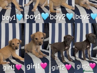 Lurcher dogs - Advert 17