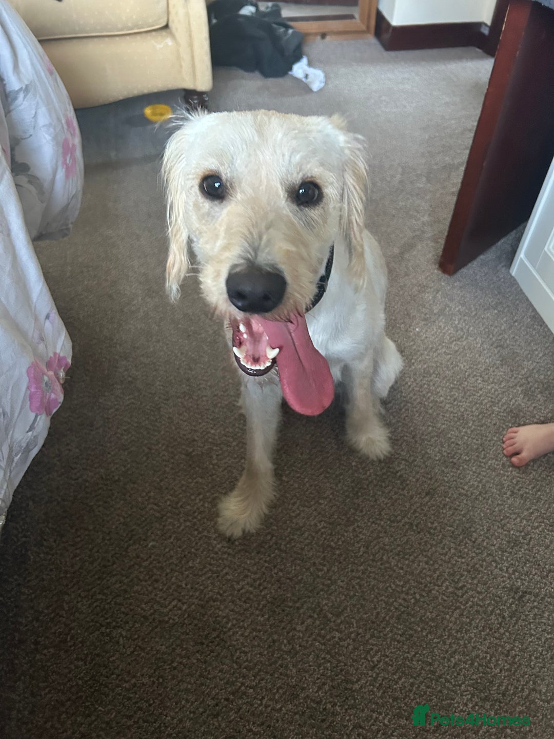 Labradoodle dogs for sale: 10 month old labradoodle buddy  - Image 3