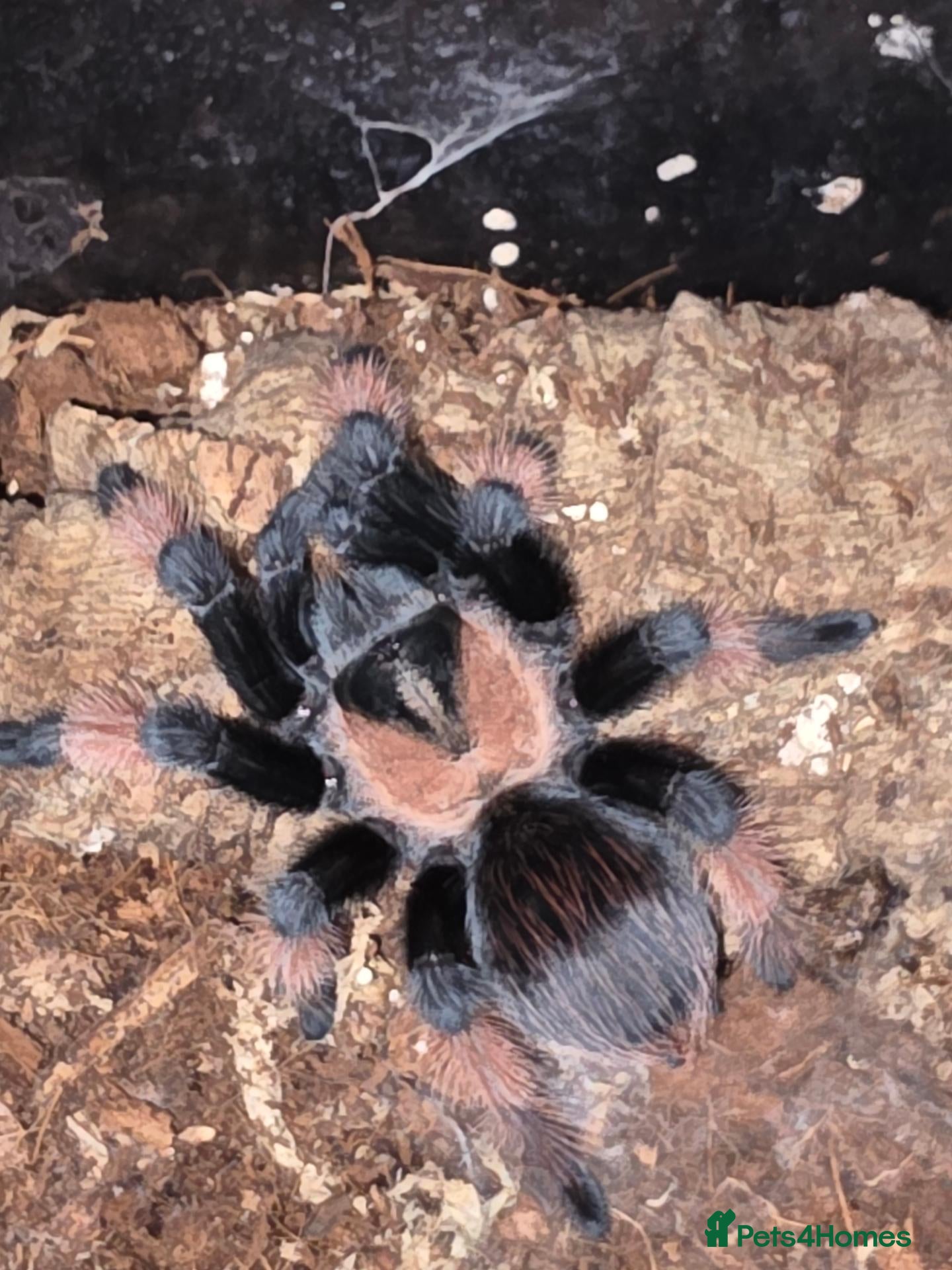 Tarantulas invertebrates Mexican red leg trantula female  - Advert 2