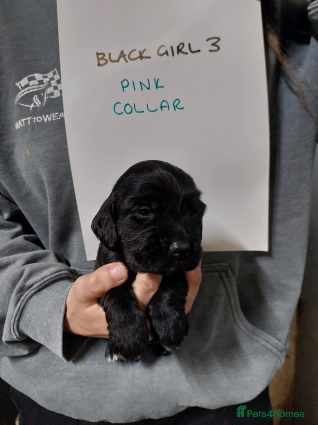 Cocker Spaniel dogs for sale: KC registered Cocker Spaniel puppies for sale - Advert 11