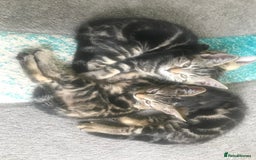 Bengal cats for sale: Stunning half Bengal litter - Image 2