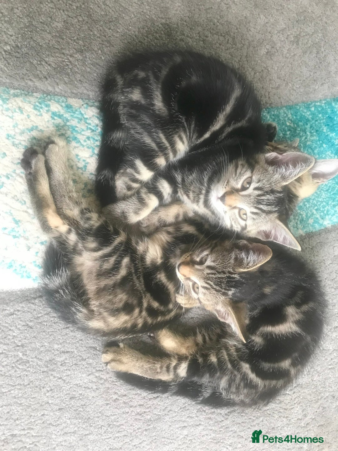 Bengal cats for sale: Stunning half Bengal litter - Image 2