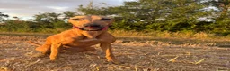 Greyhound dogs for adoption: Lady greyhound x  - Advert 1