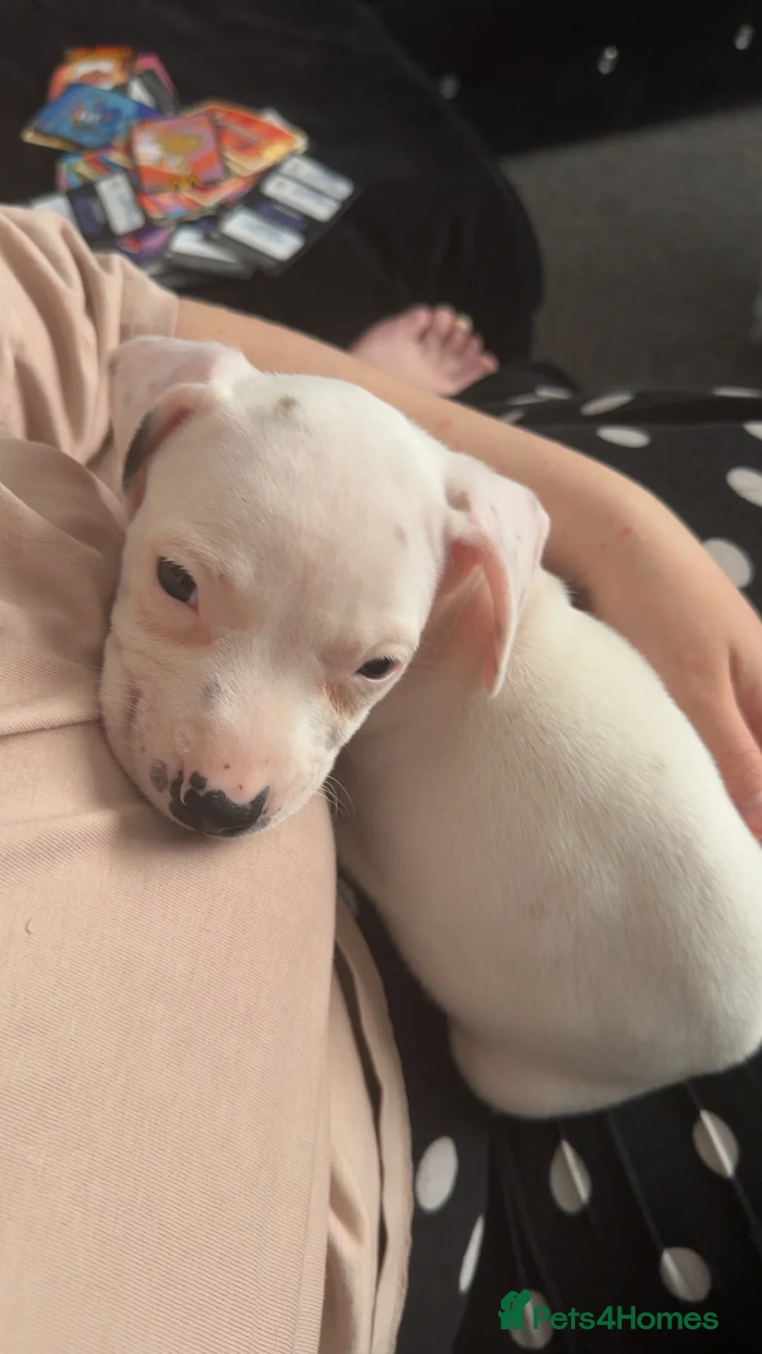 Mixed Breed dogs for sale: dashound/american bully in Port Talbot - Advert 1