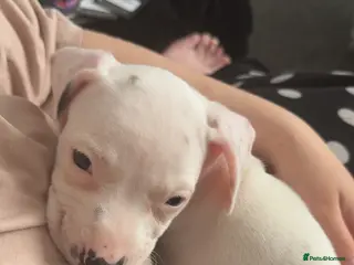 Mixed Breed dogs dashound/american bully - Advert 1