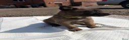 Belgian Shepherd Dog dogs for sale: Mali puppies  in Bishop Auckland - Advert 23