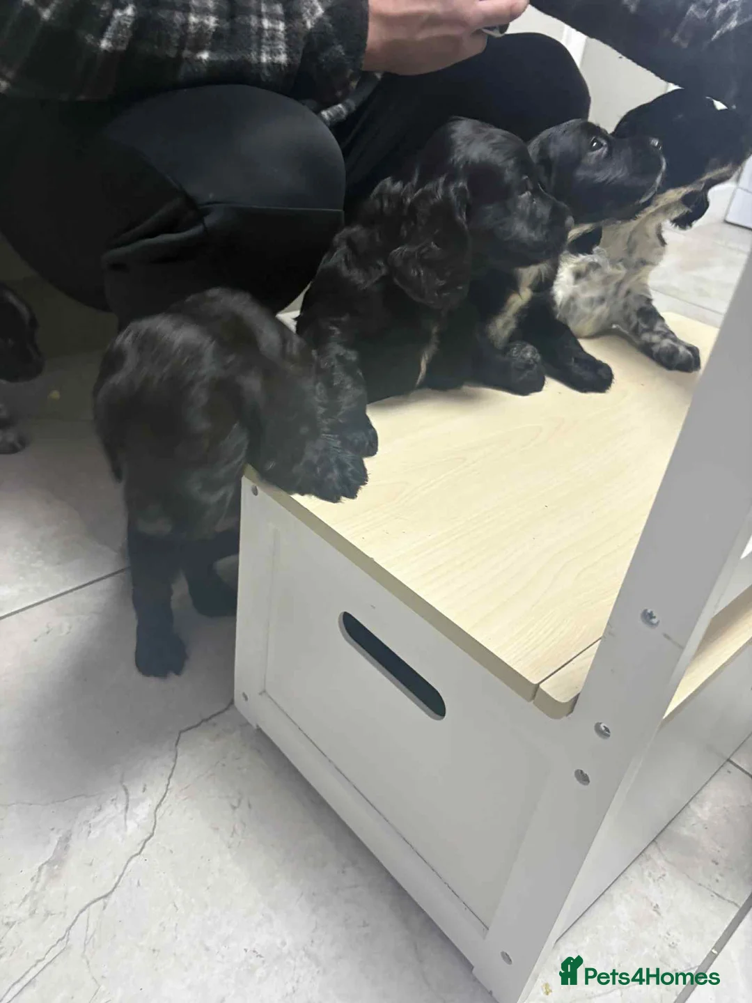 Sprocker dogs for sale: 7 Sprocker spaniels - Advert 12