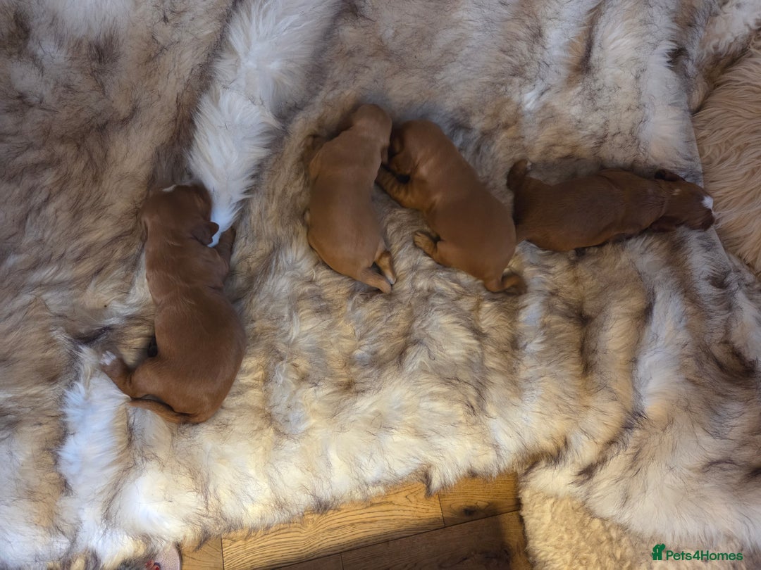 Cocker Spaniel dogs for sale: Beautiful and sweet puppy😊 - Image 8