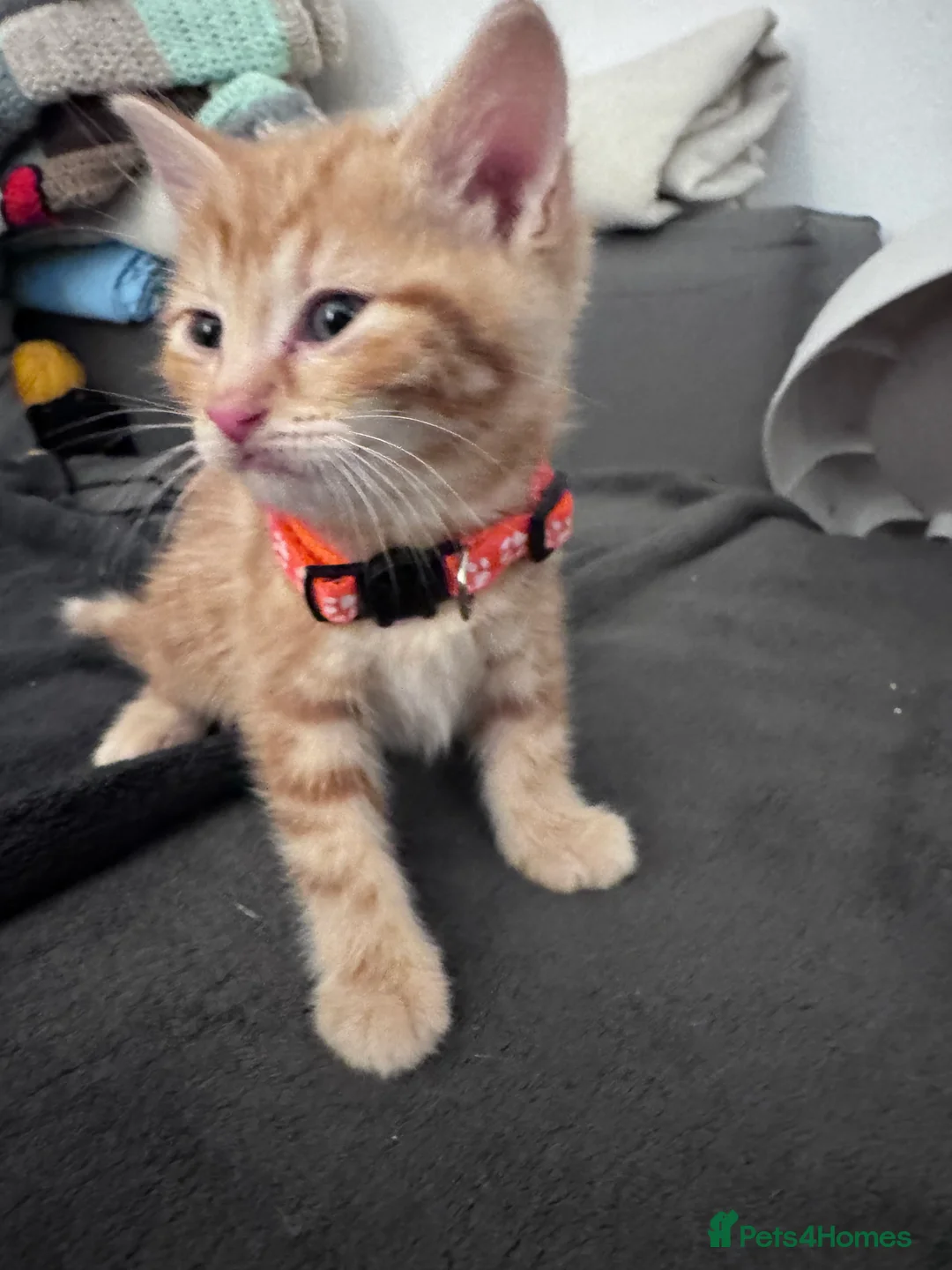 Mixed Breed cats for sale: Beautiful kittens looking for new home ❤️ - Advert 13