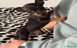 Miniature Pinscher dogs for sale: Not KC Reg Miniature Pincher Girl - Image 5