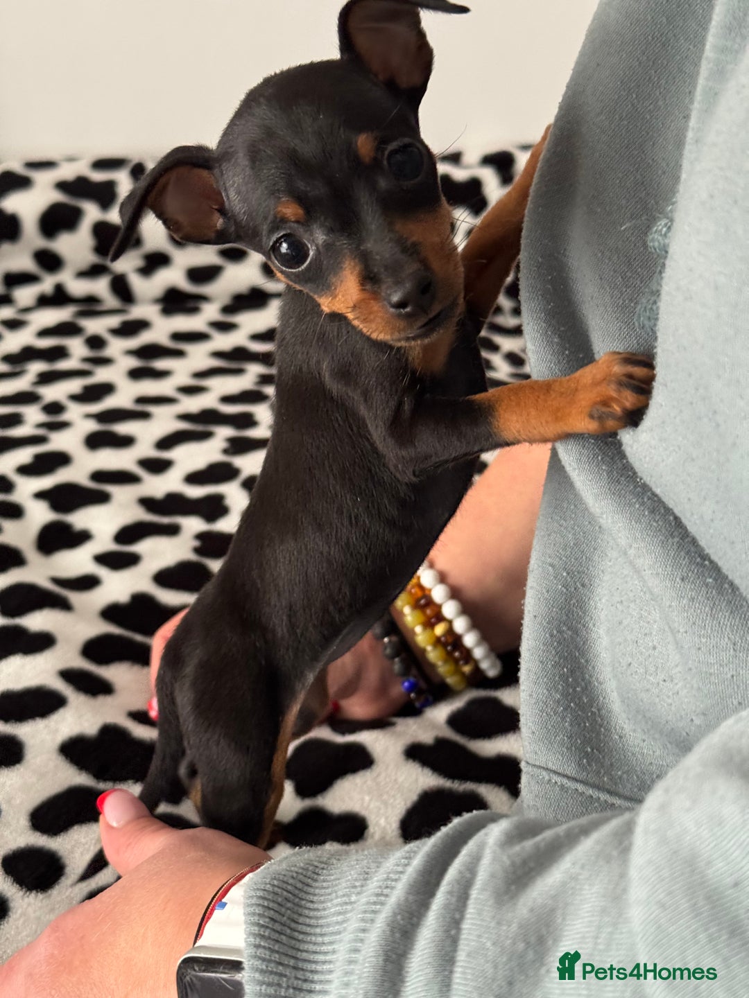Miniature Pinscher dogs for sale: Not KC Reg Miniature Pincher Girl - Image 5