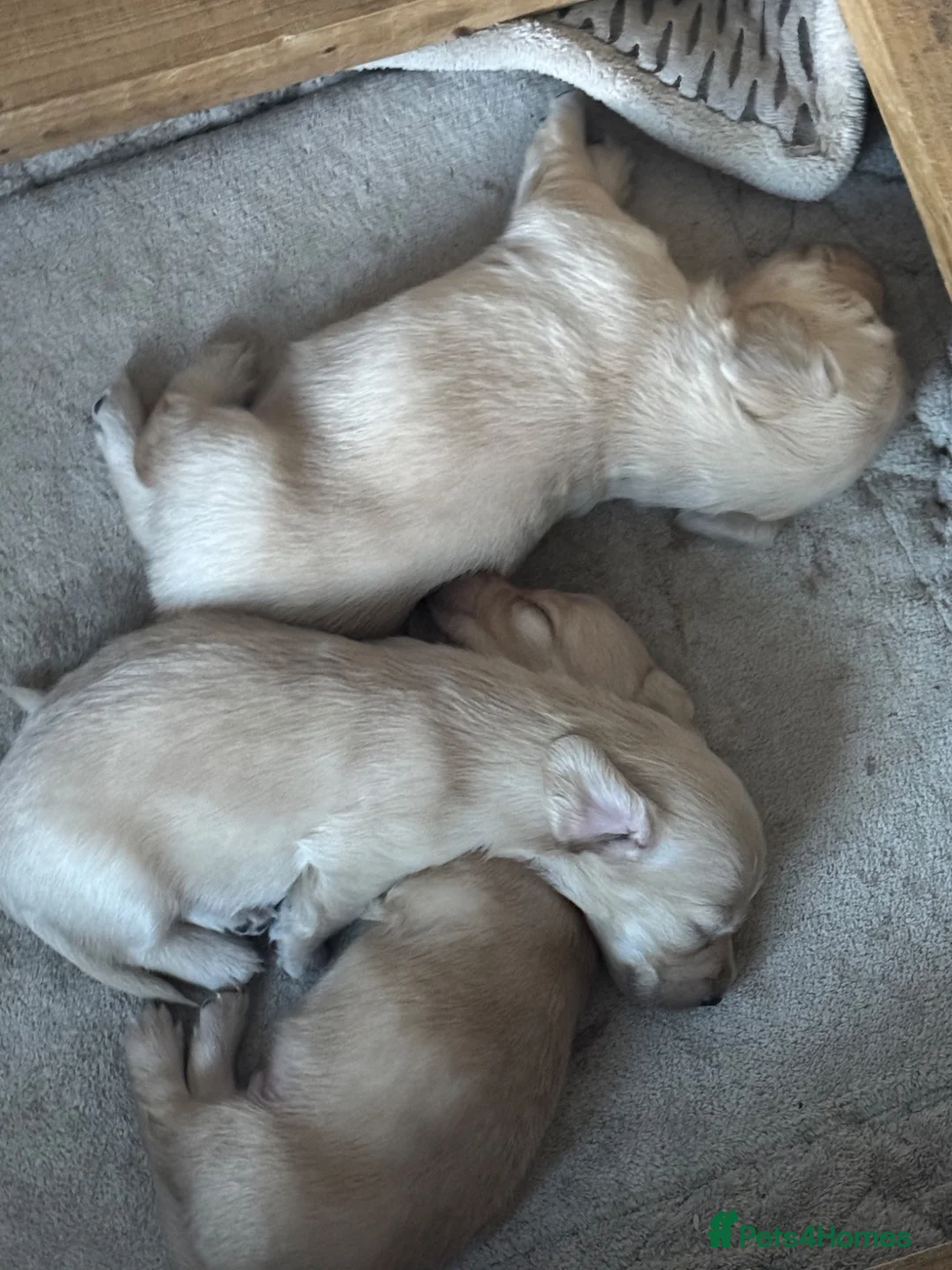Miniature Dachshund dogs for sale: Long haired miniature daschaund’s - Advert 9