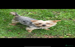 Yorkshire Terrier dogs for sale: Stunning family raised puppys - Image 5